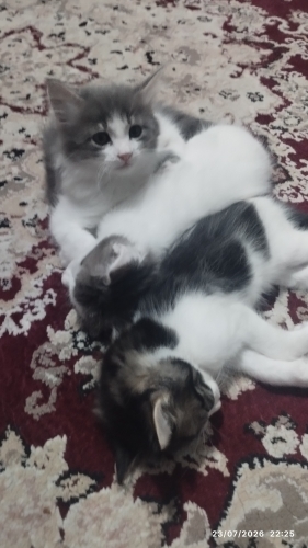 4 tane evcil kedi acil şimdi sahiplenmesi lazım fotoğraf