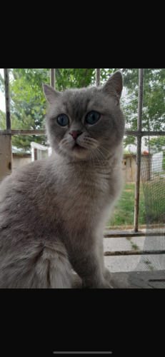 Ömürlük yuva arıyor fotoğraf
