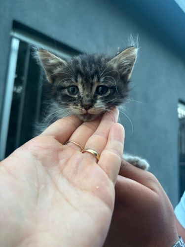 KÜÇÜCÜK BİR BEBEK SOKAKTA fotoğraf