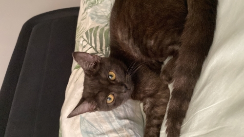 Zeytin kızıma yuva arıyorum acıl bi şekilde fotoğraf