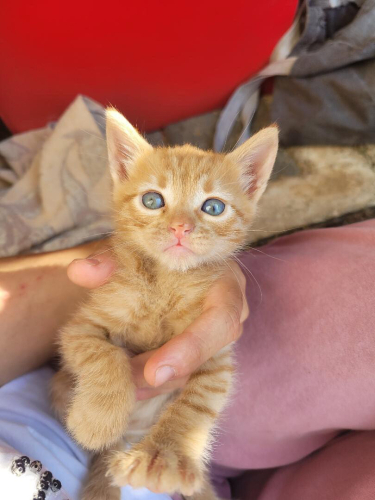 1,5 aylık bu Minik Acilen Yuvasını Arıyor! fotoğraf