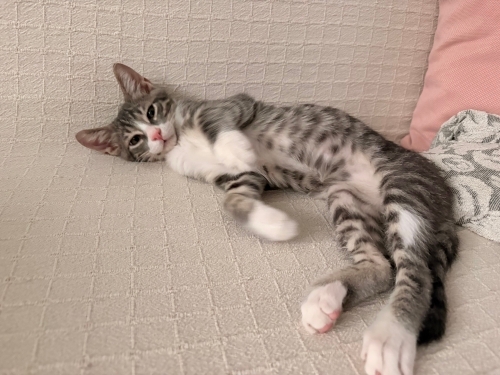 Gri renk 3.5 aylık yakışıklı minik yuvasını arıyor fotoğraf