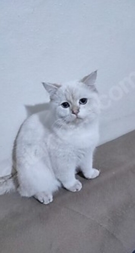 İran kedisi kirma fotoğraf