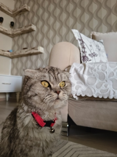 Acil Diyarbakır sahiplendirme (ücretsiz) fotoğraf