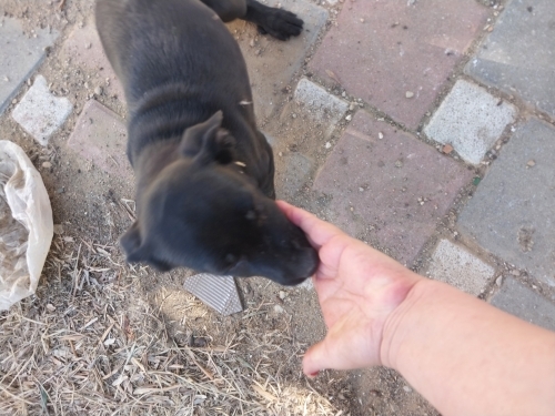Cane corsa melezi fotoğraf