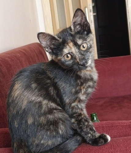 Çok sevimli 2 tortilla kedi fotoğraf