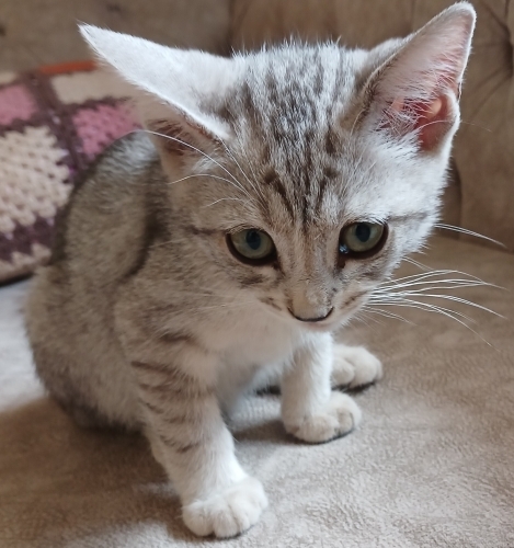 2 aylık gri kedi fotoğraf