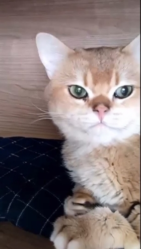 Ücretsiz, British Golden, kısır, aşılı, erkek fotoğraf