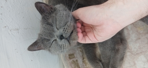 British Shorthair Erkek Kedi – Kısır ve Eğitimli fotoğraf