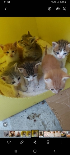 Minik bebdklerimizi sahiplendirmek istiyoruz fotoğraf