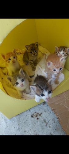 Minik bebdklerimizi sahiplendirmek istiyoruz fotoğraf