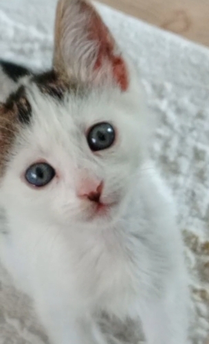 1.5 AYLIK VAN MELEZİ..!! fotoğraf