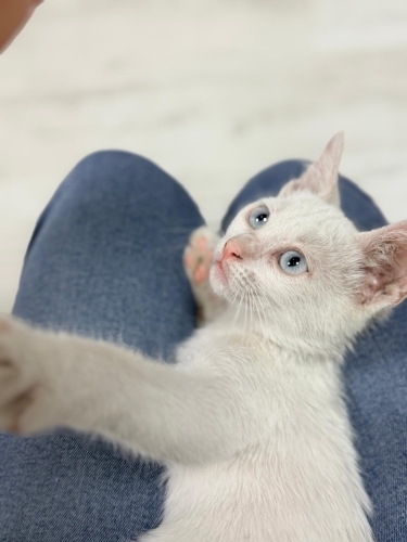 3 AYLIK VAN KEDİSİ..!! ACİİLL..!! fotoğraf