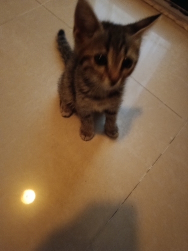Bedava Yavru Kedi, Acil Yuva aranıyor, Dünya tatlısı fotoğraf