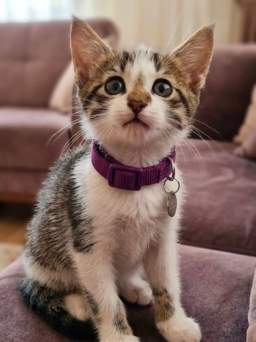 Lila yuva arıyor fotoğraf