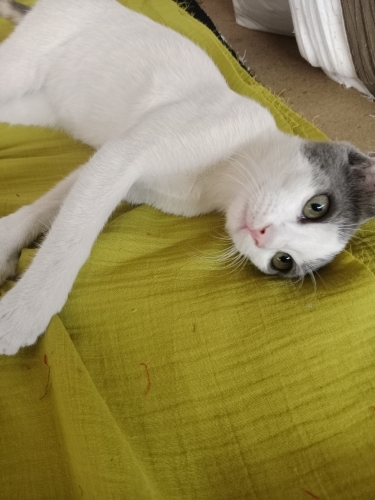 İZMİR LİNDA YUVASINI ARIYOR. ANNESİ ANKARA KEDİSİ . MELEZ. AŞIRI SICAKKANLI fotoğraf