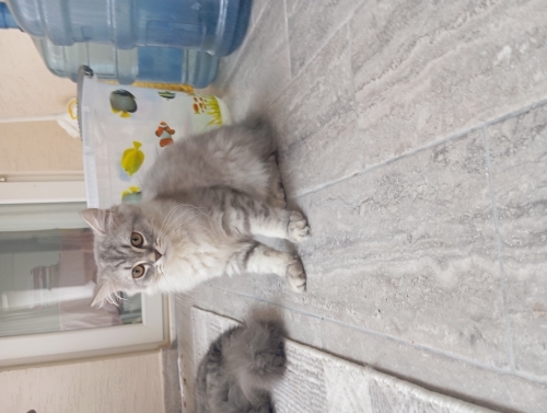 Yavru kedi ücretsiz dişi cins kedi fotoğraf