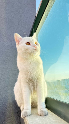 Leo aşırı insancıl bir kedi çok uysal ve bide uykucu fotoğraf