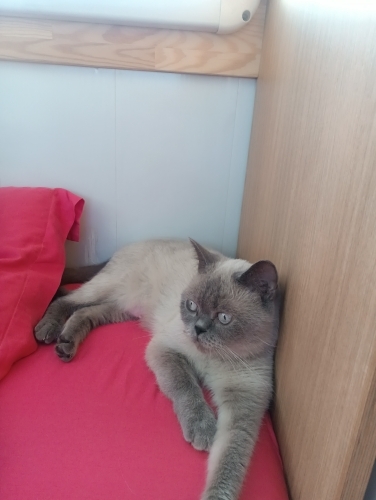 British Shorthair kedimiz Mia çok sakindir. fotoğraf