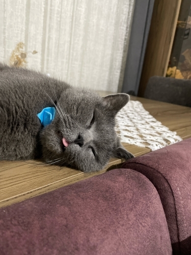 Acil sahipledirmesi gerek fotoğraf