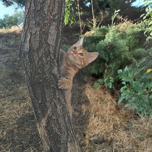 Sarman Severler Buraya! fotoğraf