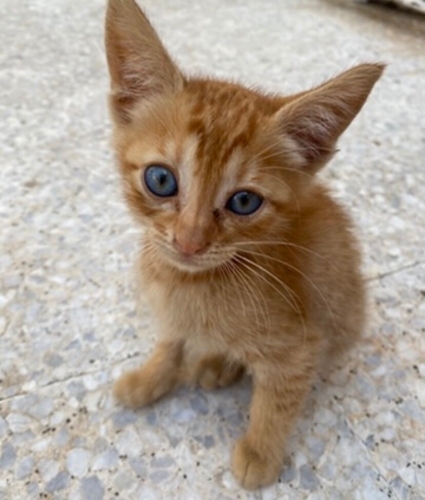 Tam bir insan canlısı fotoğraf
