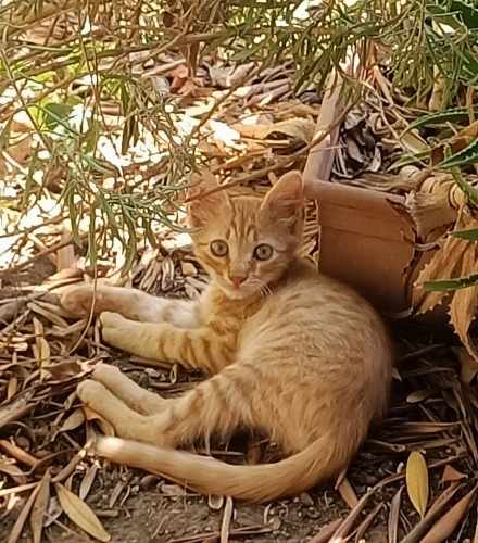 2,5 aylık bebeklere yuvalar aranıyor fotoğraf