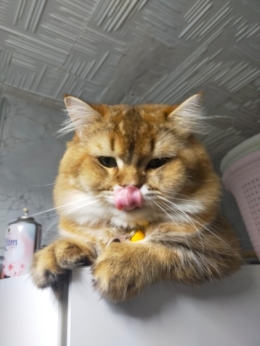 Çok sakin ve uysal ev kedisi fotoğraf