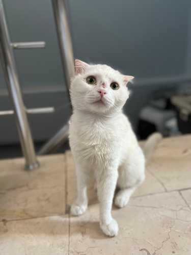Terk edilen cins kedi yuva arıyor fotoğraf