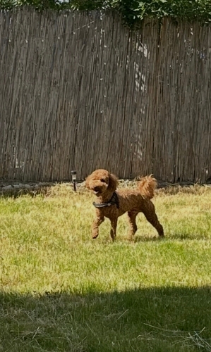 1.5 Yaşında Poodle fotoğraf