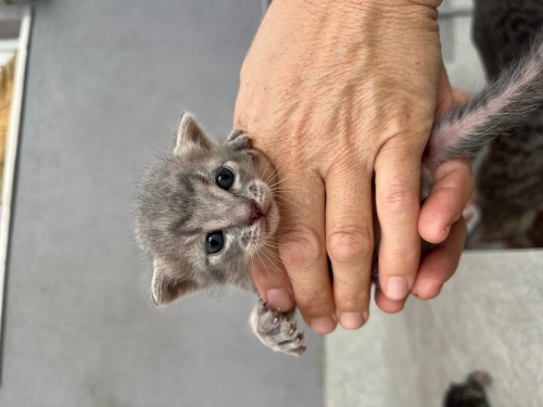 Scottish Fold görünümlü minik yavrulara ömürlük yuva aranıyor fotoğraf