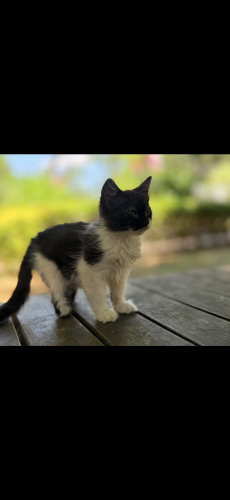 ENGELLİ SOKAK KEDİSİ İDARETEN İŞYERİNDE BAKIYORUM fotoğraf