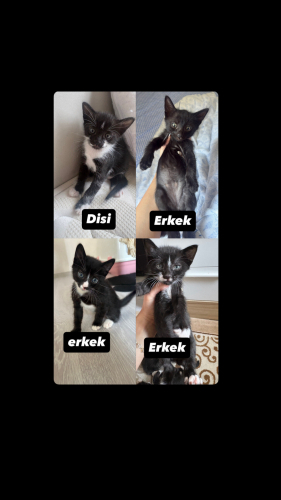 Tekir Yavru kedi fotoğraf