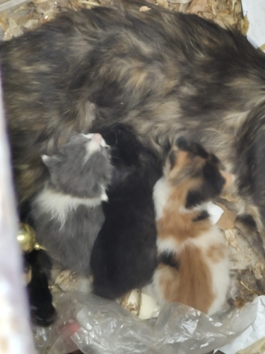 Minicik bebekler fotoğraf