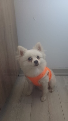 Acil oğlumuza yuva arıyoruz fotoğraf
