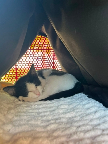 Sevgi ve ilgi arayan Tekir kedi fotoğraf
