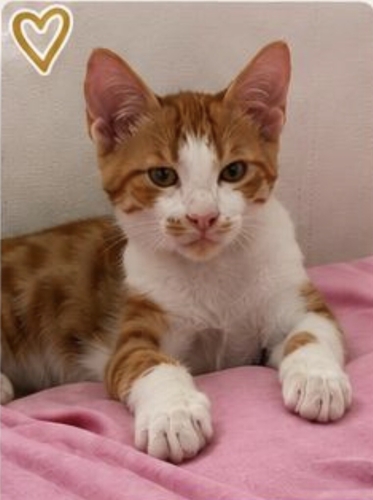 3.5 AYLIK BENGAL SARMAN BÖYLE BİR KEDİ GÖRMEDİM ÇOOOK SEVGİ DOLU fotoğraf