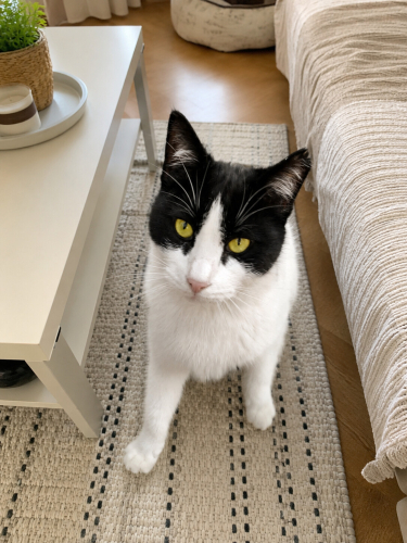 BÜTÜN KEDİLERLE ÇOK İYİ ANLAŞIYOR İNANILMAZ UYUMLU SEVGİ DOLU ÖMÜRLÜK YUVA fotoğraf