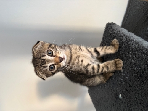Scottish Fold x Tekir Melezi Yavru fotoğraf