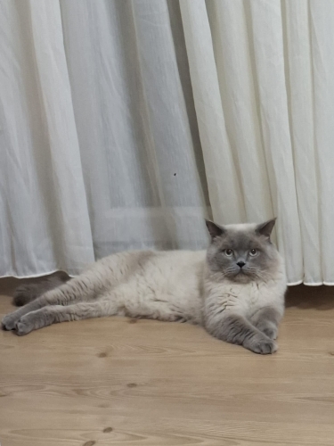 Sevgi Dolu British Shorthair Erkek – Ömürlük Yuvasını Arıyor fotoğraf