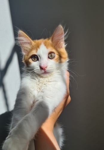 Çok Acil Ömürlük Yuva Arıyoruz fotoğraf