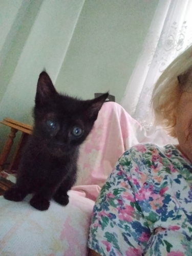 Bu güzellik çok tatlı acilen yuva fotoğraf