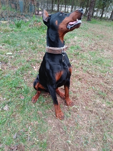 SAF KAN DOBERMAN fotoğraf