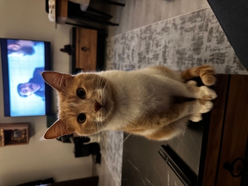 İnsan delisi temas bağımlısı fotoğraf