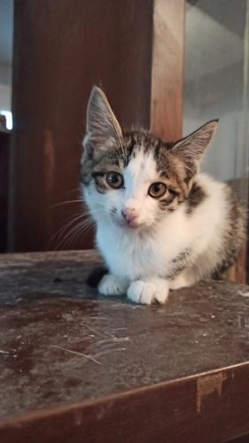 3 aylık Çok sevecen, temas bağımlısı, sıcakkanlı fotoğraf