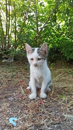 3 aylık Sıcakkanlı, sevgiye aç, temas bağımlısı fotoğraf