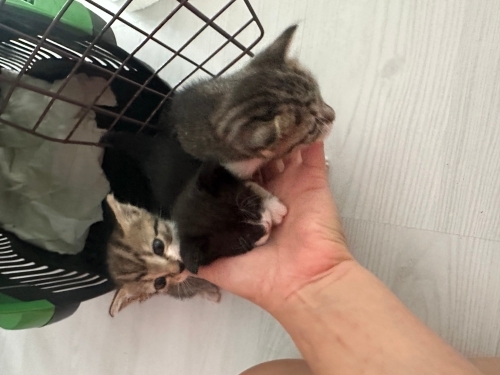 3 TANE BEBEK ANNELERİ ÖLDÜ ACİL YUVALANDIRMAYA İHTİYACIYIM VAR fotoğraf