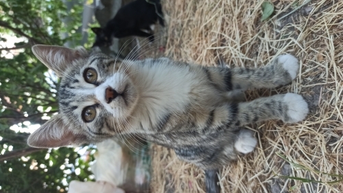 3 aylık İnanılmaz oyuncu, meraklı, dost canlısı fotoğraf