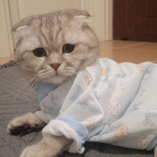 Scottish kedi 3 yaşında fotoğraf