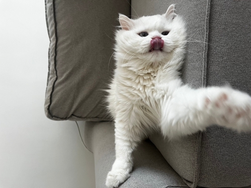 Milky oyun canlısı insan sever fotoğraf